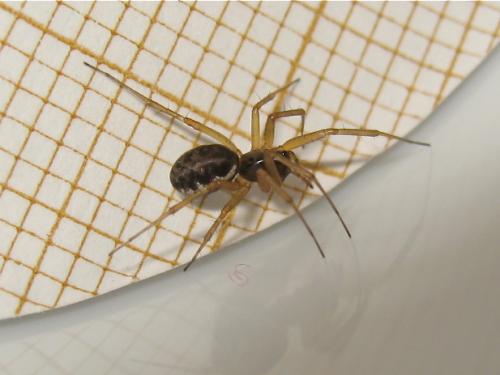 Réf. 166 929 : Neriene clathrata