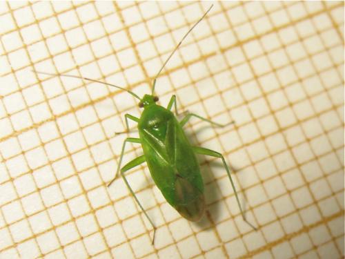 Réf. 166 932 : Lygocoris pabulinus