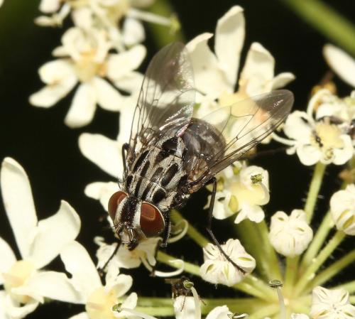 Réf. 166 344 : Graphomya maculata