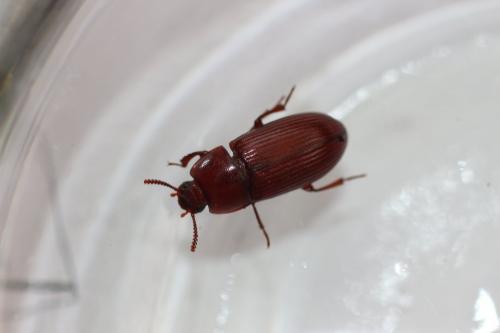 Uloma culinaris
