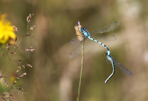Réf. 166 808 : Enallagma cyathigerum
