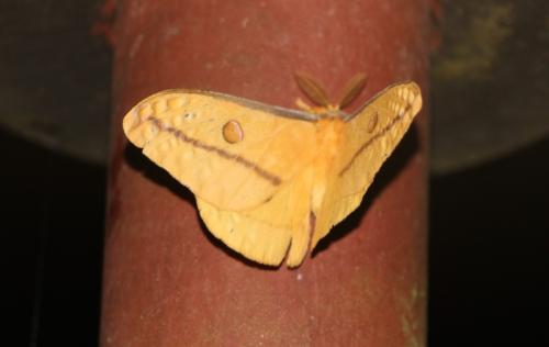 Opodiphthera sp.