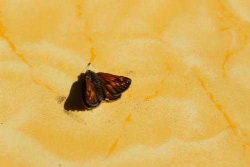 Ochlodes sylvanus