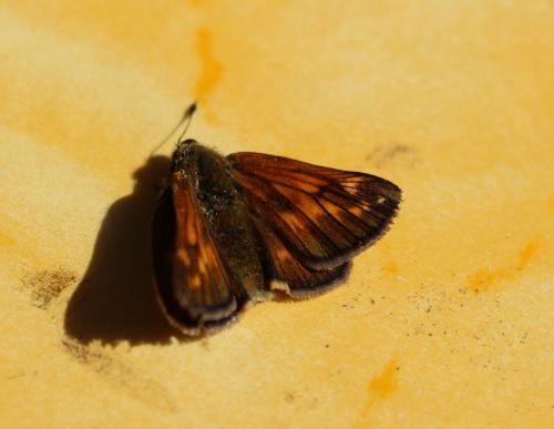 Ochlodes sylvanus