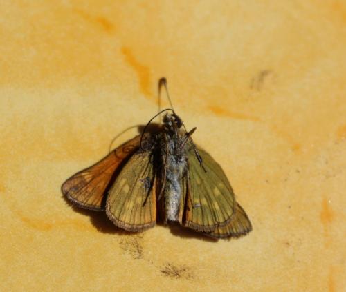 Ochlodes sylvanus