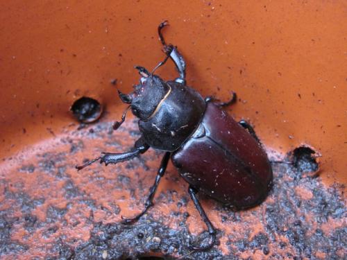 Lucanus cervus