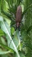 Agapanthia villosoviridescens
