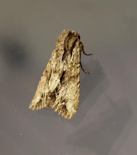 Réf. 166 507 : Apamea monoglypha