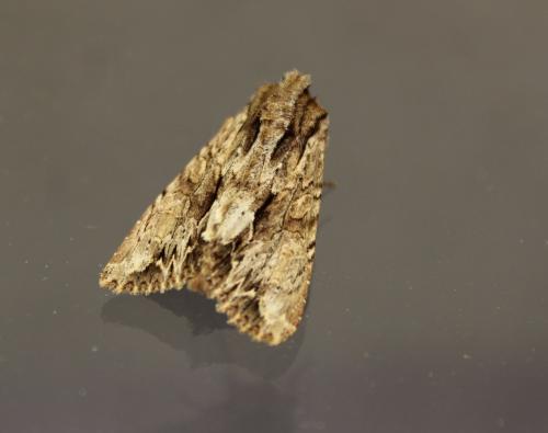 Réf. 166 508 : Apamea monoglypha