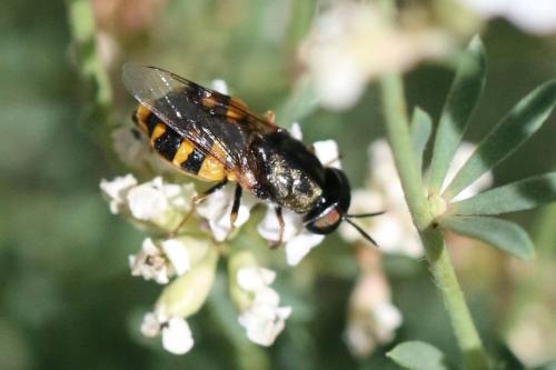 Réf. 166 335 : Odontomyia annulata