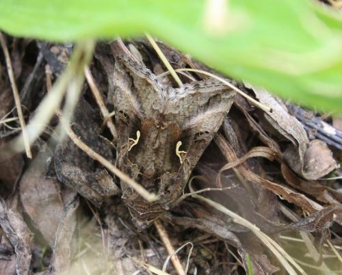 Autographa gamma