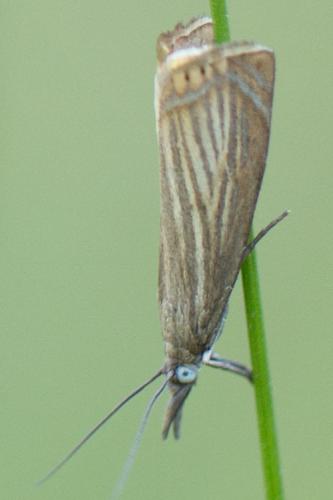 Réf. 166 904 : Chrysoteuchia culmella