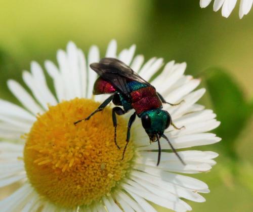 Hedychrum (niemelai-nobile)