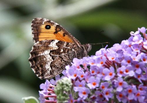 Réf. 166 865 : Hipparchia semele