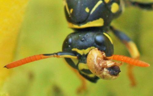 Polistes dominula