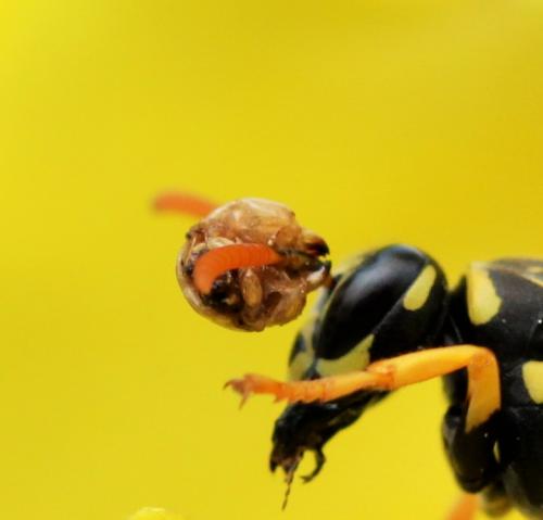 Polistes dominula