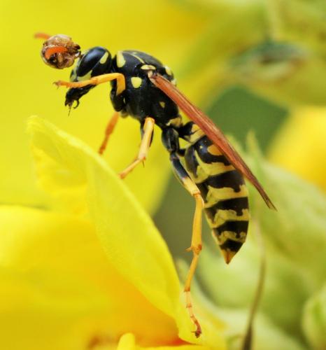 Réf. 166 156 : Polistes dominula