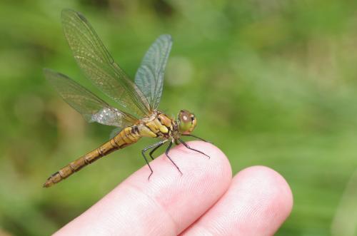 Sympetrum sanguineum