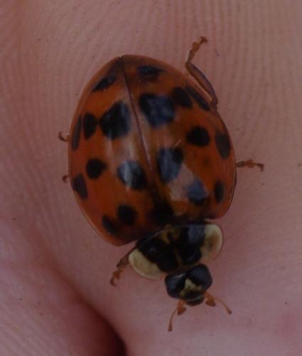 Harmonia axyridis