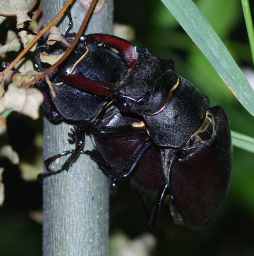Lucanus cervus