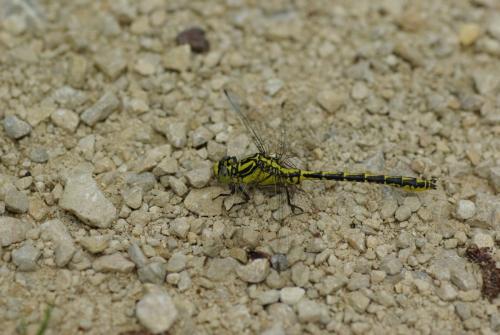 Réf. 166 026 : Gomphus graslinii