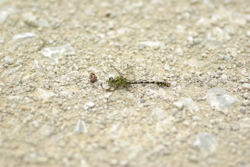 Onychogomphus forcipatus