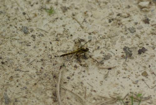 Orthetrum cancellatum