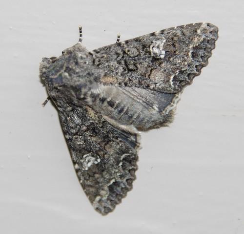 Réf. 166 939 : Mamestra brassicae