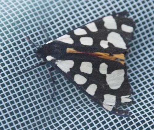 Réf. 166 618 : Arctia villica