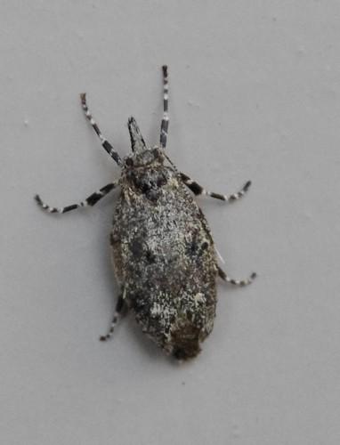 Diurnea fagella