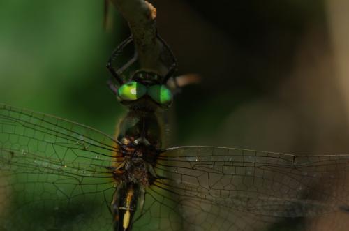 Oxygastra curtisii