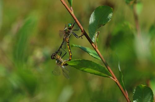 Somatochlora flavomaculata