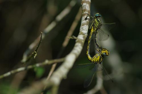 Gomphus graslinii