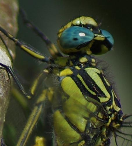 Réf. 166 724 : Gomphus graslinii