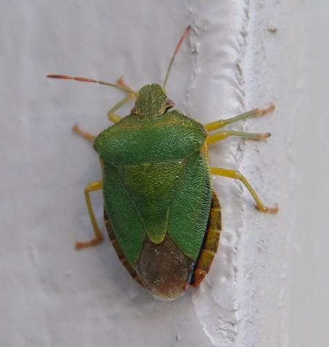 Palomena prasina