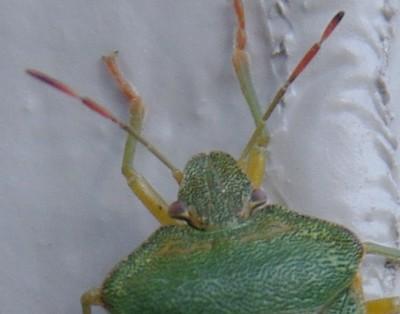 Palomena prasina