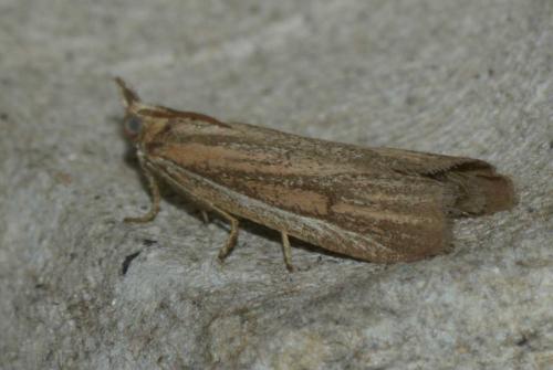 Anerastia lotella