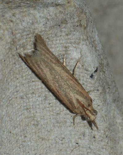 Réf. 166 447 : Anerastia lotella