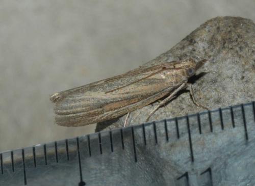 Réf. 166 448 : Anerastia lotella
