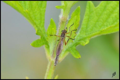 Leptogaster cylindrica