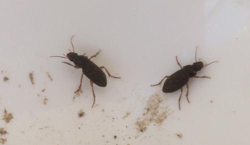 Pseudoophonus rufipes