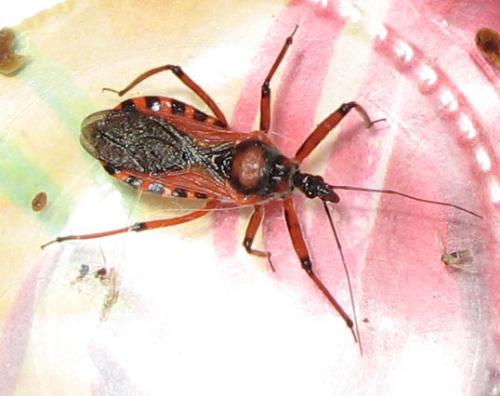 Rhynocoris sp.