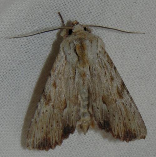 Réf. 166 217 : Apamea lithoxylaea