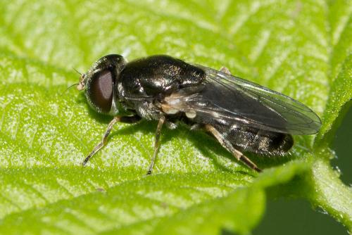 Cheilosia barbata