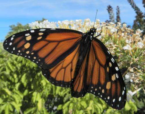 Danaus plexippus