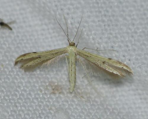 Réf. 166 234 : Adaina microdactyla