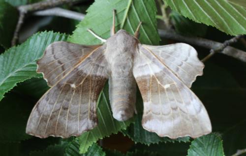 Réf. 166 302 : Laothoe populi