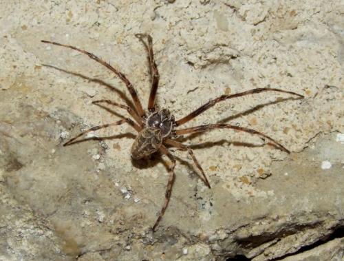 Larinioides sclopetarius