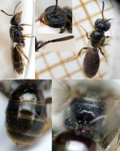 Réf. 166 462 : Lasioglossum politum