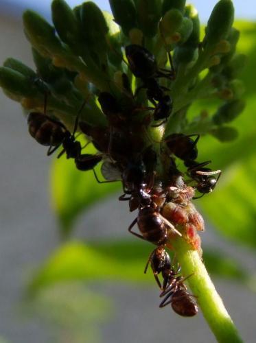 Lasius fuliginosus